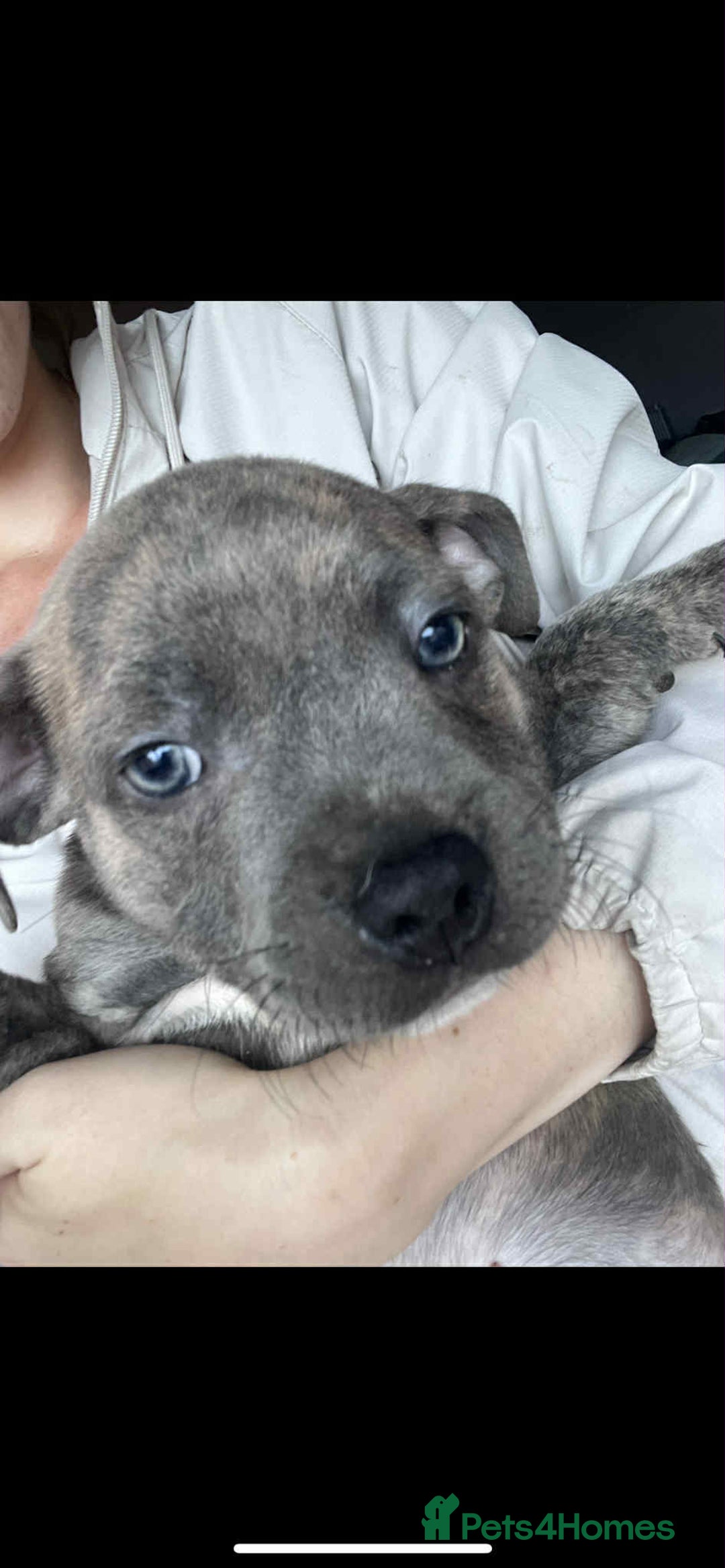 Staffordshire Bull Terrier dogs for sale: Staffy Babies Ready to leave - Image 11