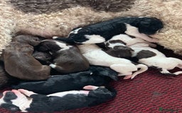 Bernedoodle dogs for sale: F1 Standard Bernedoodle Puppies  - Image 1