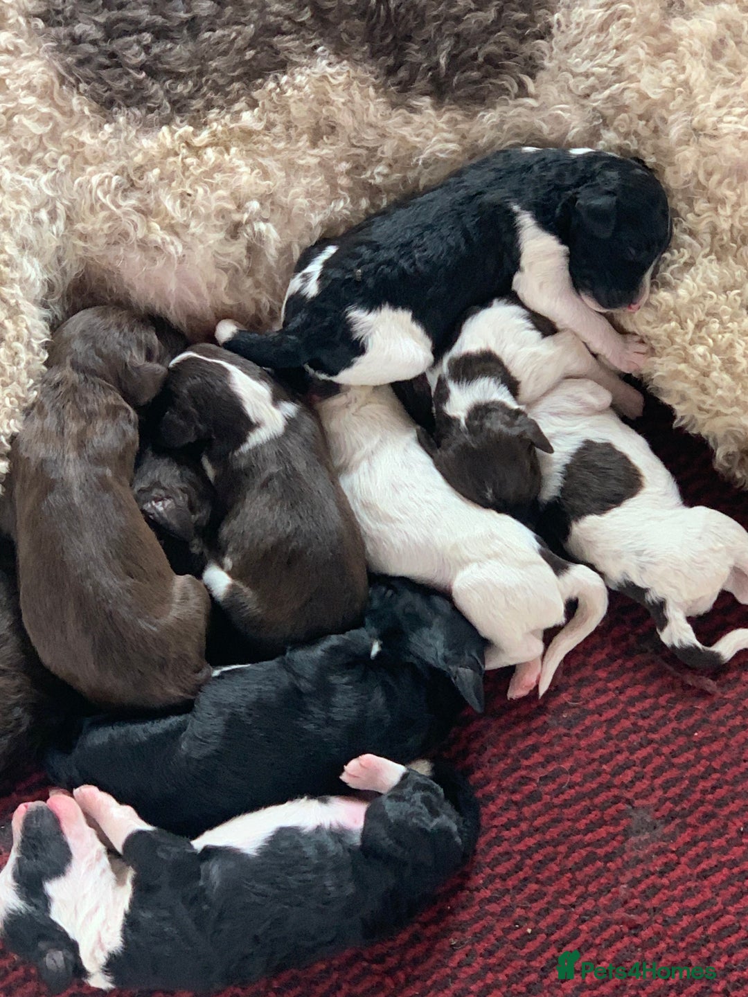 Bernedoodle dogs for sale: F1 Standard Bernedoodle Puppies  - Image 1