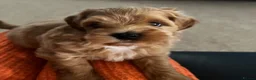 Mixed Breed dogs for sale: Shihchon male - Advert 1
