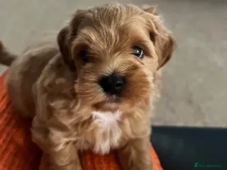 Mixed Breed dogs Shihchon male - Advert 3