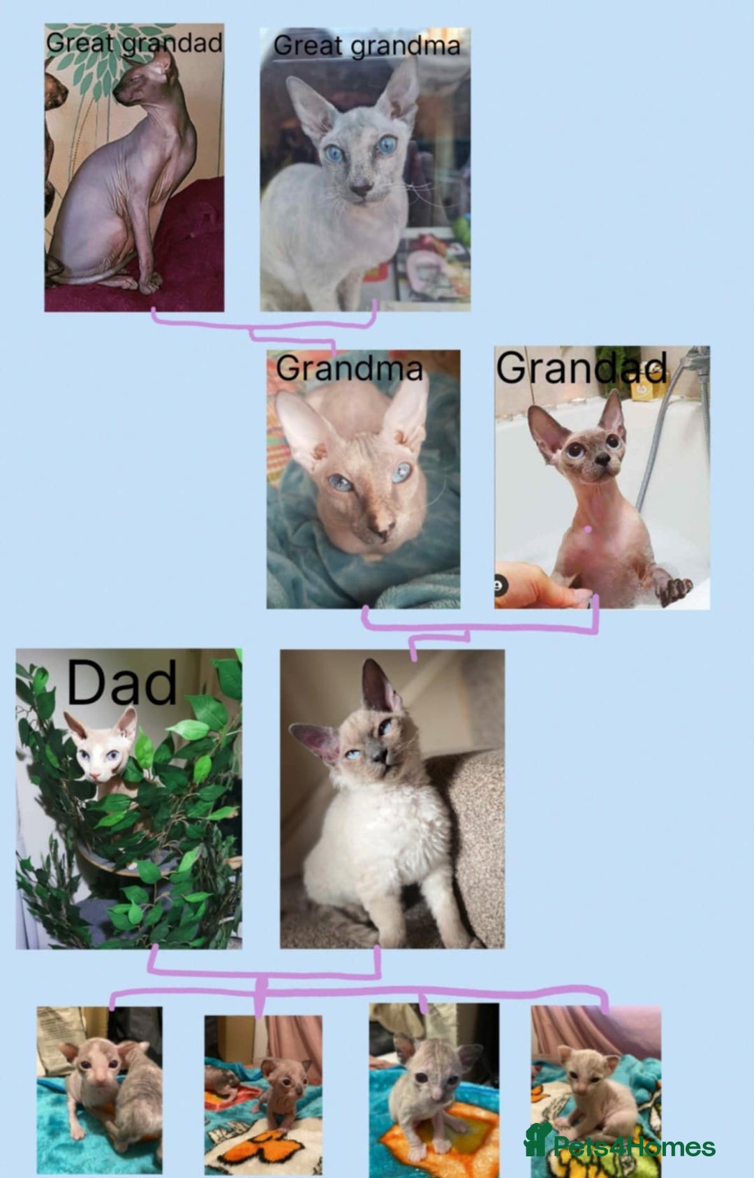 Sphynx cats for sale: Truly unique sphinx kittens 😍🥰🥰 - Advert 17