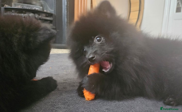 Pomeranian dogs - Advert 4