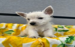 West Highland Terrier dogs for sale: West highland terrier puppies  - Image 19