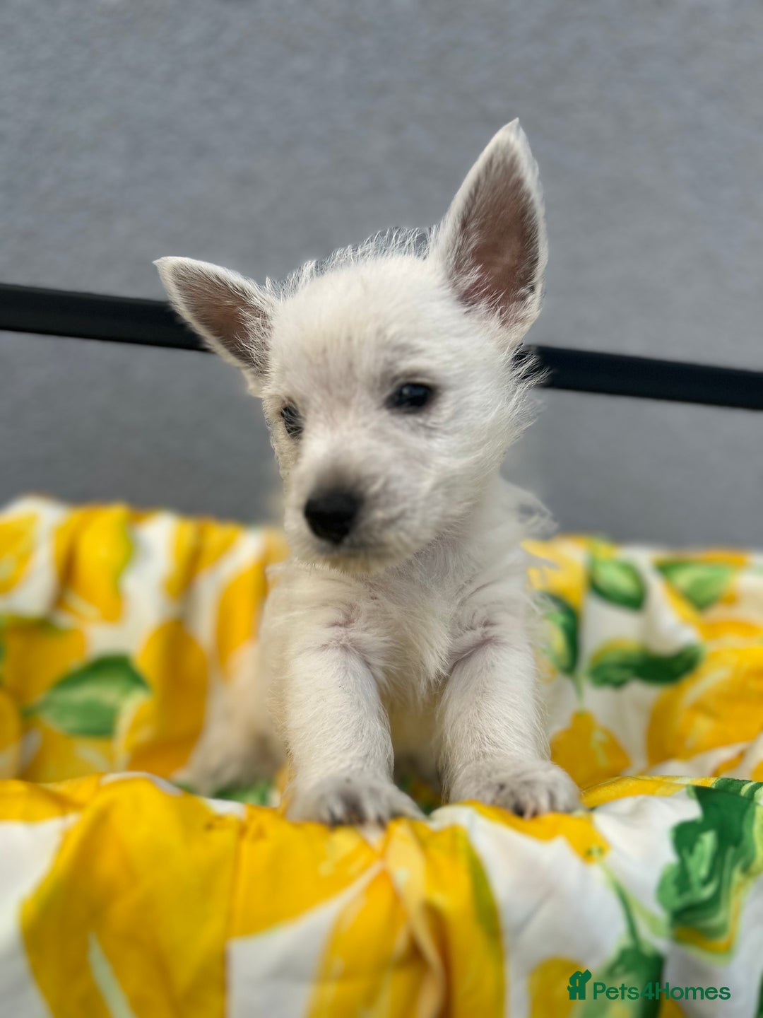 West Highland Terrier dogs for sale: West highland terrier puppies  - Image 19