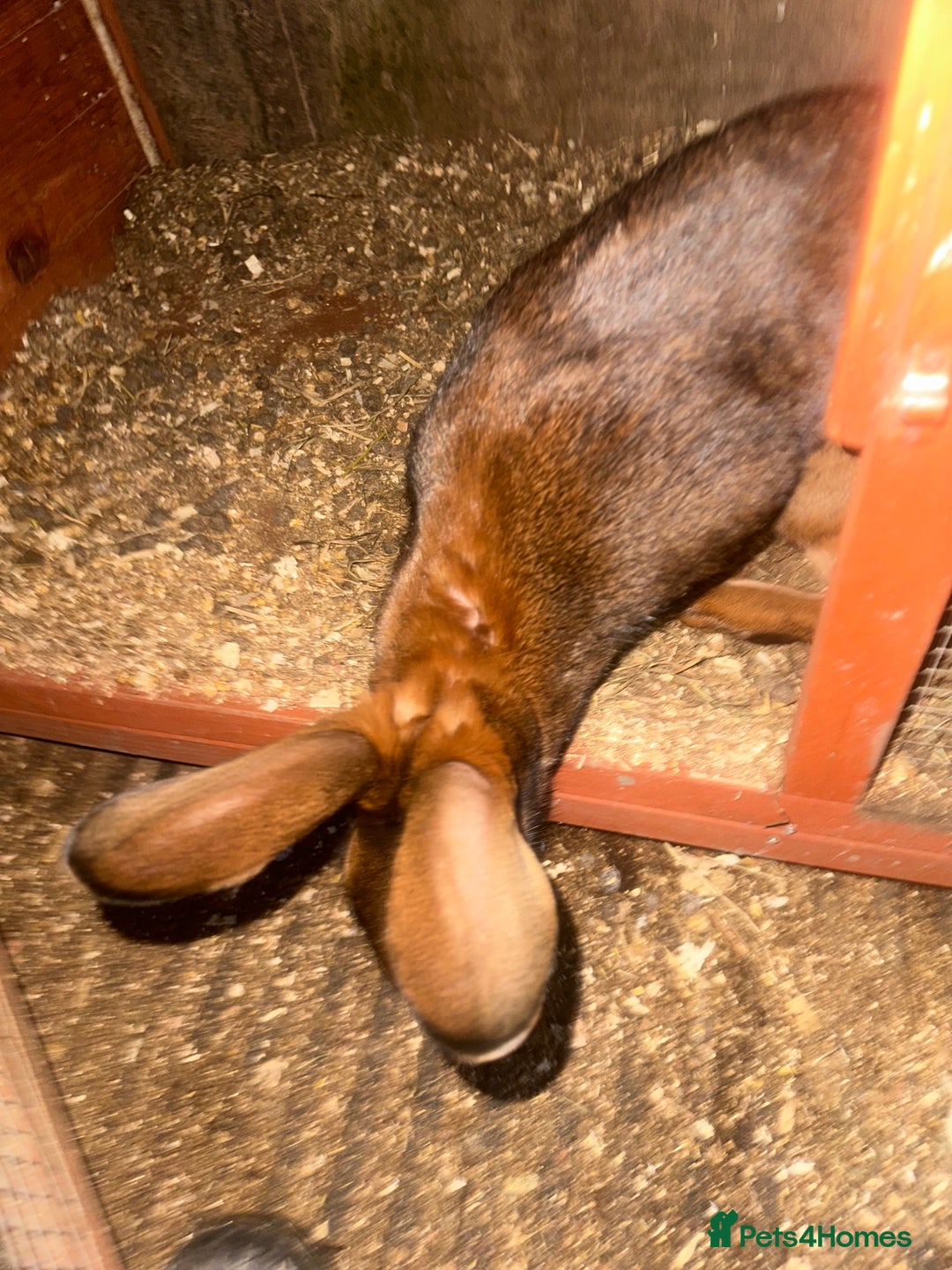 Belgian Hares rabbits for sale: Belgian hares for sale  - Advert 5