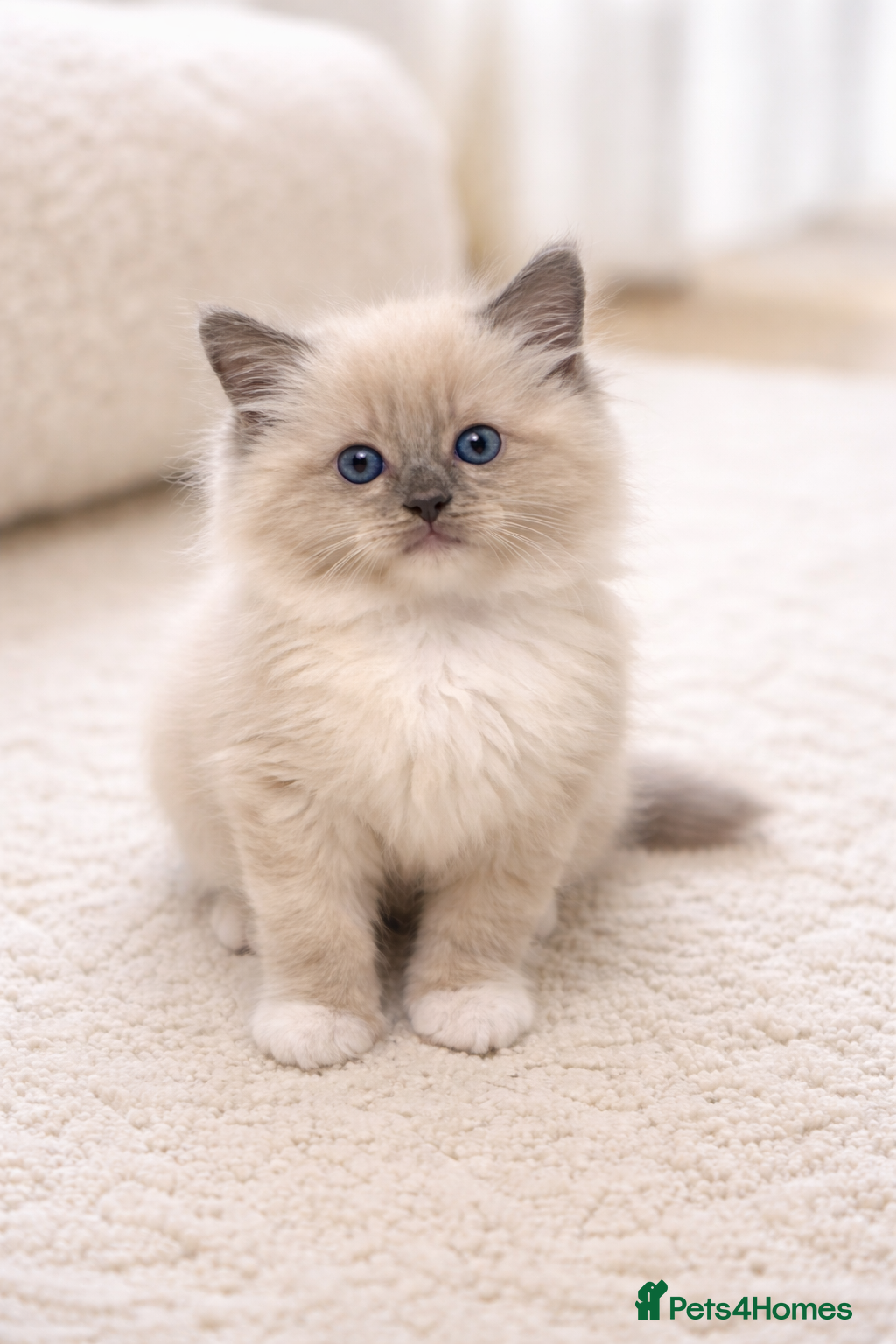 Ragdoll cats Ragdoll kitten for sale 8 weeks old - Advert 5