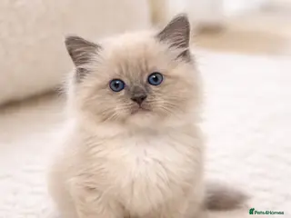 Ragdoll cats Ragdoll kitten for sale 8 weeks old - Advert 1