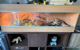 Corn Snake reptiles for sale: Corn snack  - Image 4