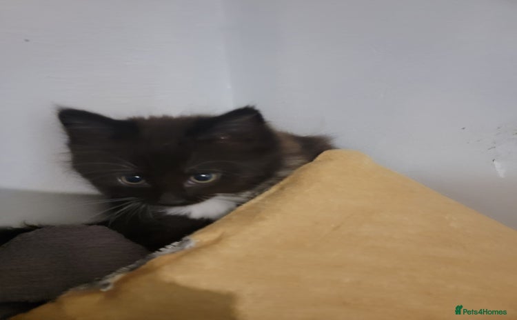 Mixed Breed cats - Advert 1