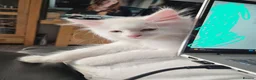 Maine Coon cats for sale: MAINE COON kitten - Advert 6