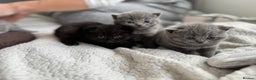 British Shorthair cats for sale:  LAST 3 British shorthair BLUE AND BLACK - Advert 5