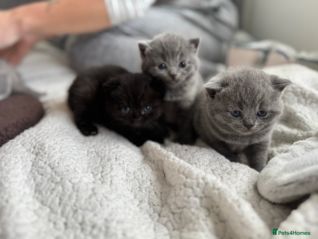 British Shorthair cats for sale:  LAST 3 British shorthair BLUE AND BLACK - Advert 5