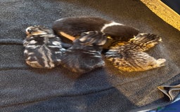 Mixed Breed cats for sale: Stunning  unique kittens  - Image 2