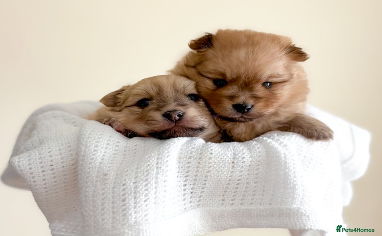 Pomeranian dogs - Advert 14