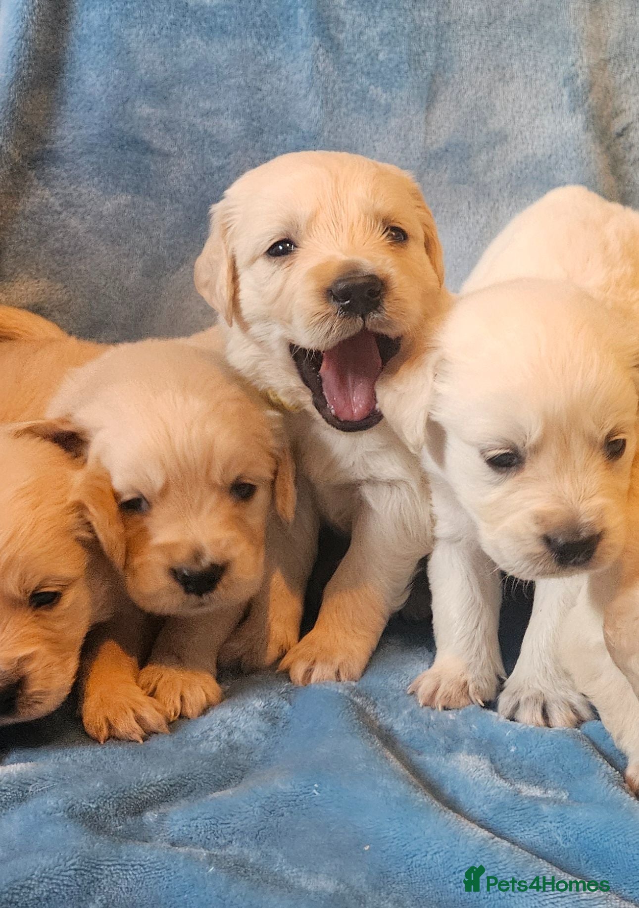 Golden Retriever dogs KC Registered Show Line Golden Retriever Puppies - Advert 1