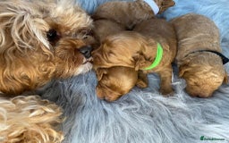Toy Poodle dogs for stud: Toy Poodle KC - Stud and  fully health tested  - Image 17
