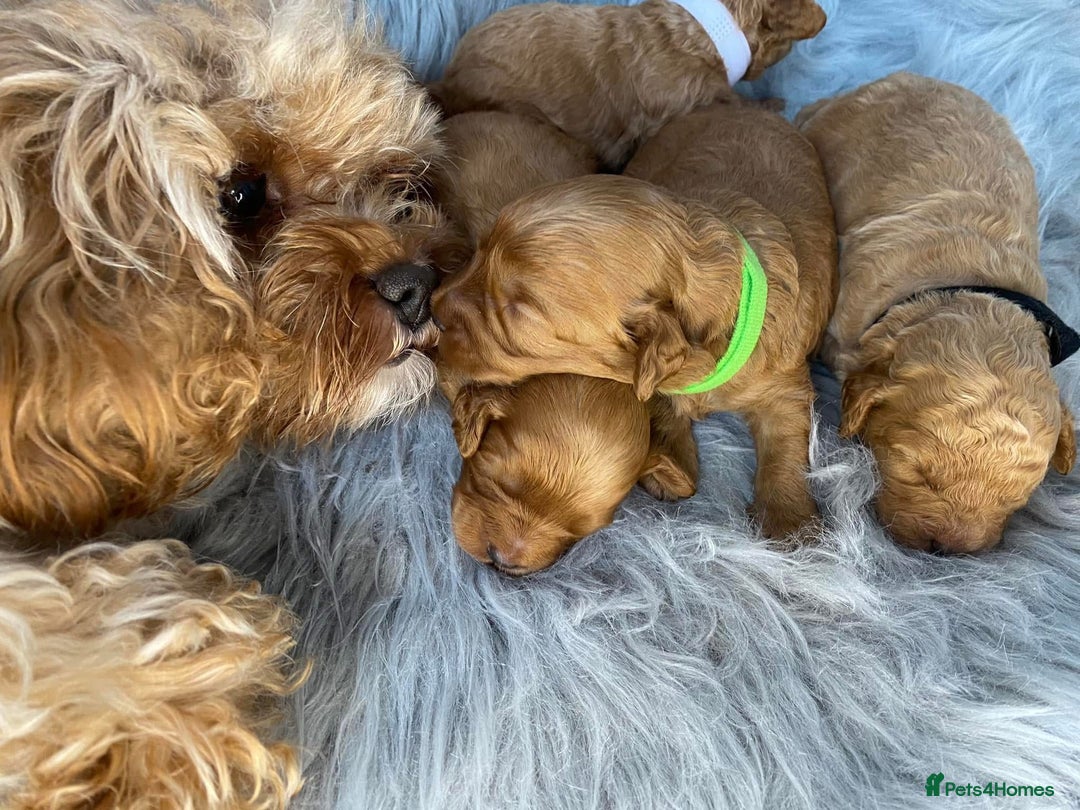 Toy Poodle dogs for stud: Toy Poodle KC - Stud and  fully health tested  - Image 17