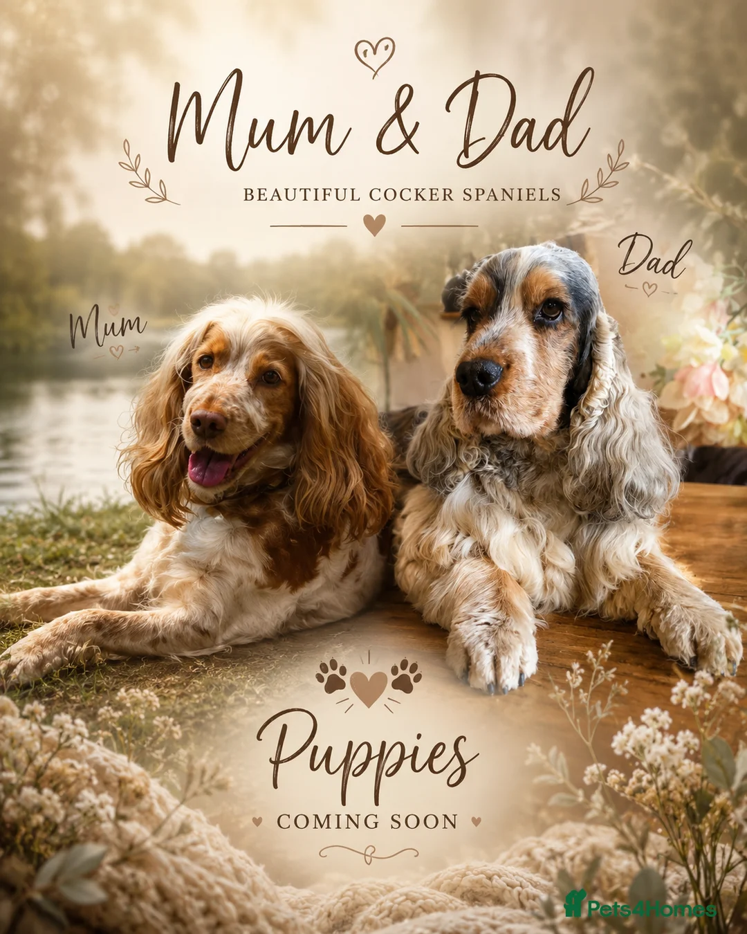 Cocker Spaniel dogs for sale: 🧡🐾🧡Beautiful Cocker Spaniel Puppies coming soon - Advert 1