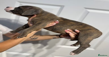 Staffordshire Bull Terrier dogs - Advert 6
