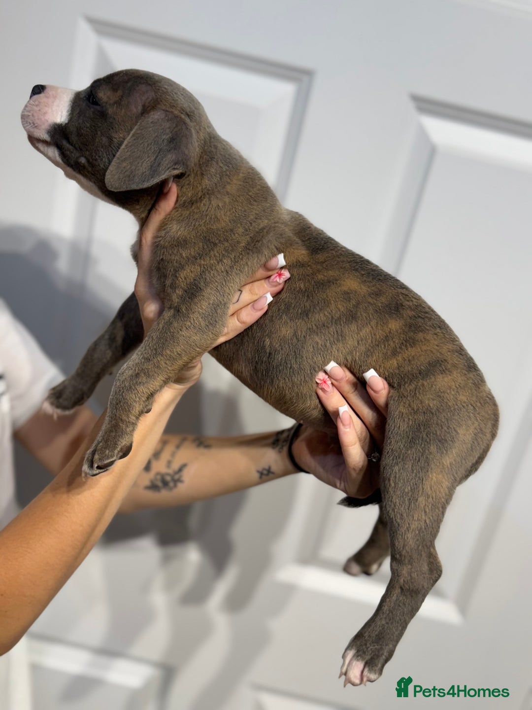Staffordshire Bull Terrier dogs for sale: Blue Staffordshire bull terrier  - Image 2