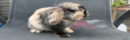 Mini Lop rabbits for sale: Pedigree Mini Lop Buck – Black Harlequin  in Wotton-under-Edge - Advert 2