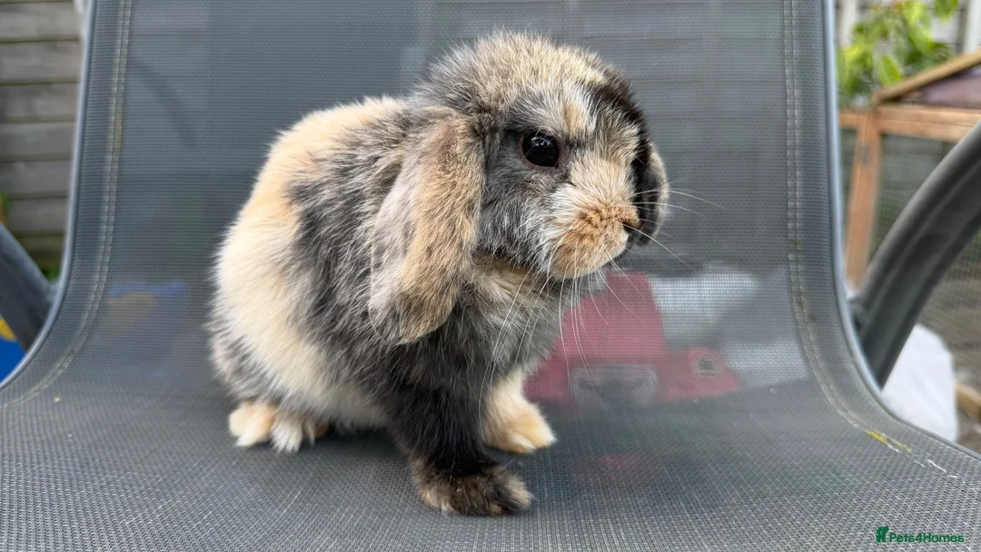 Mini Lop rabbits for sale: Pedigree Mini Lop Buck – Black Harlequin  in Wotton-under-Edge - Advert 2