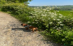 Dachshund dogs for stud: Smooth haired European sized Daschund  - Image 3
