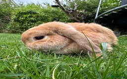 Mini Lop rabbits for sale: Pair of Bunnies - Image 3
