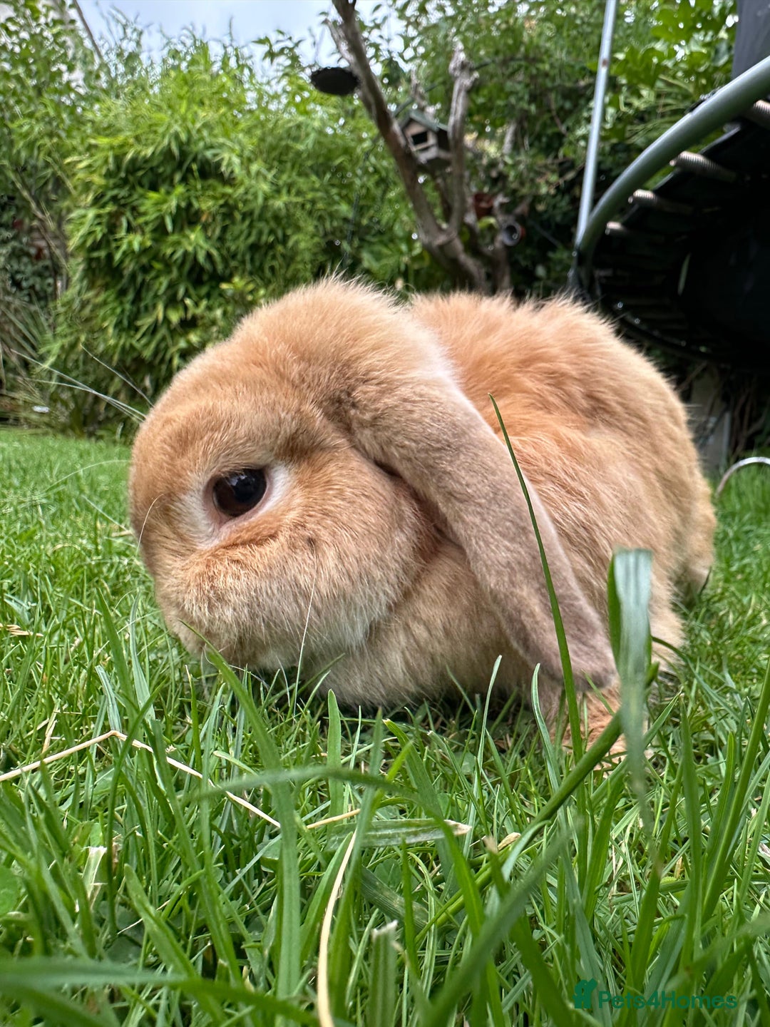 Mini Lop rabbits for sale: Pair of Bunnies - Image 3