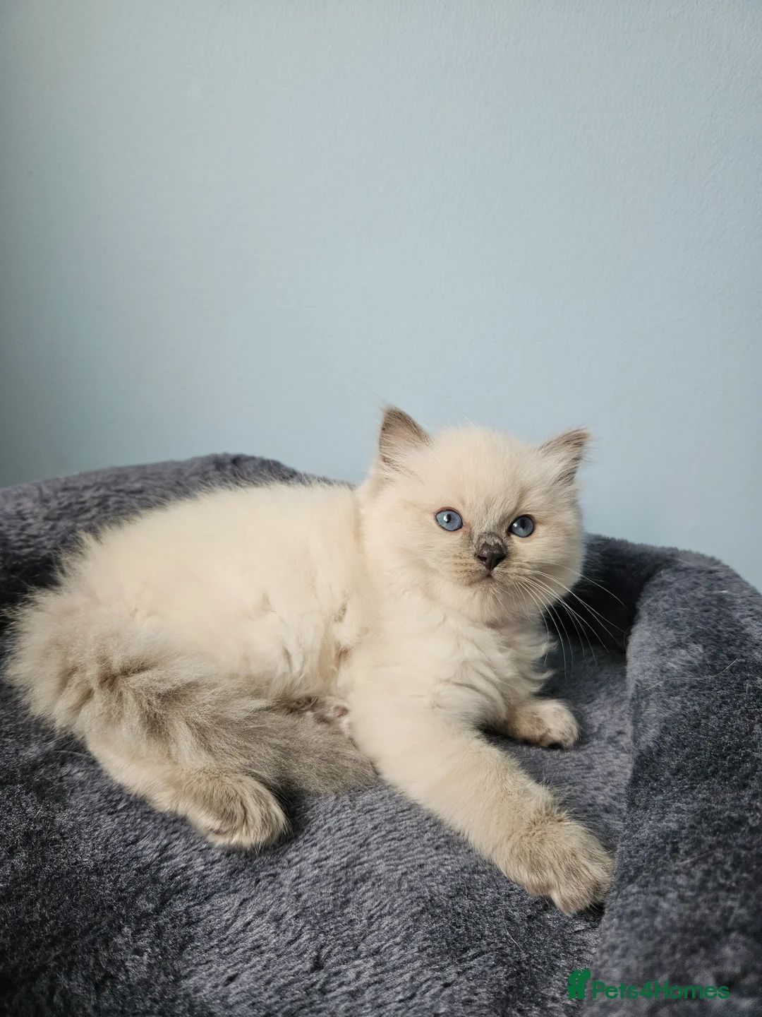 Ragdoll cats for sale: Ragdoll kittens looking new home 🏡  - Advert 2
