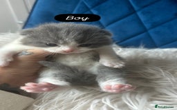 British Shorthair cats for sale: 🧸✨6 Chunky British Shorthair Kittens For Sale✨🧸 - Advert 5