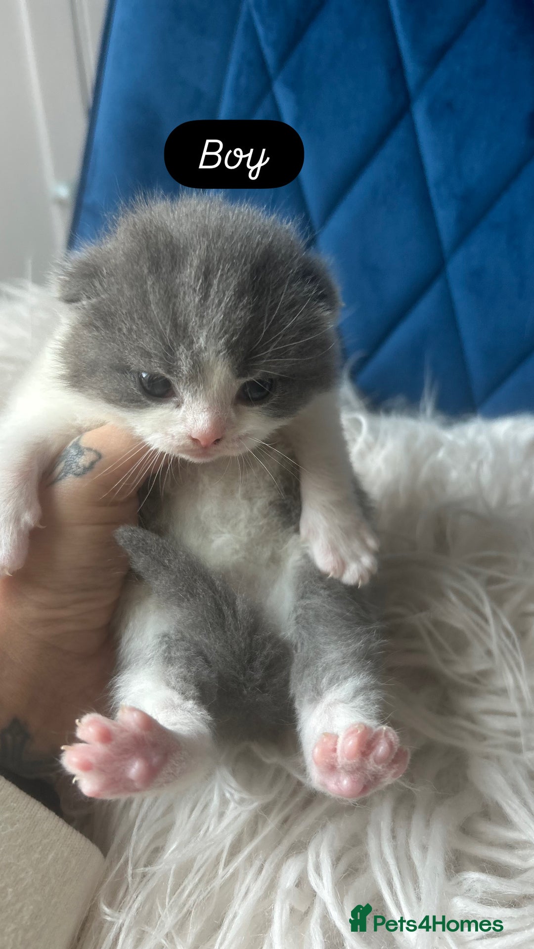 British Shorthair cats for sale: 🧸✨6 Chunky British Shorthair Kittens For Sale✨🧸 - Advert 5