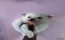 Pomchi dogs for sale: Beautiful Fluffy Pomchis - Image 23