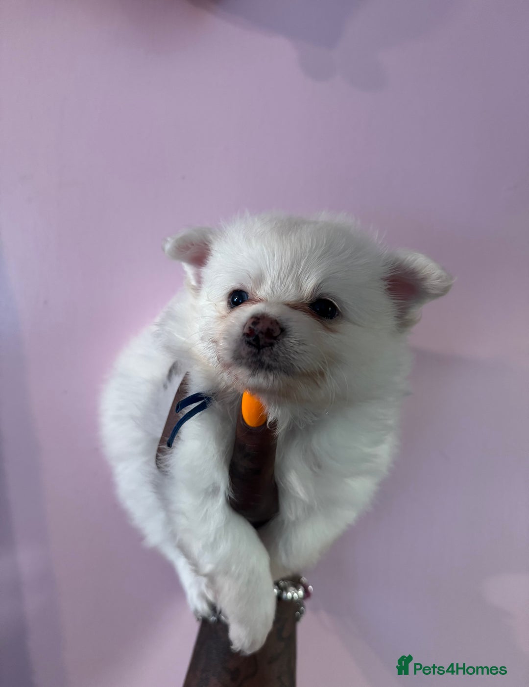 Pomchi dogs for sale: Beautiful Fluffy Pomchis - Image 23