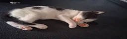 Mixed Breed cats for sale: Litter Of 5 Beautiful Kittens - Advert 5