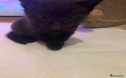 Mixed Breed cats for sale: Bombay Kittens  - Image 8