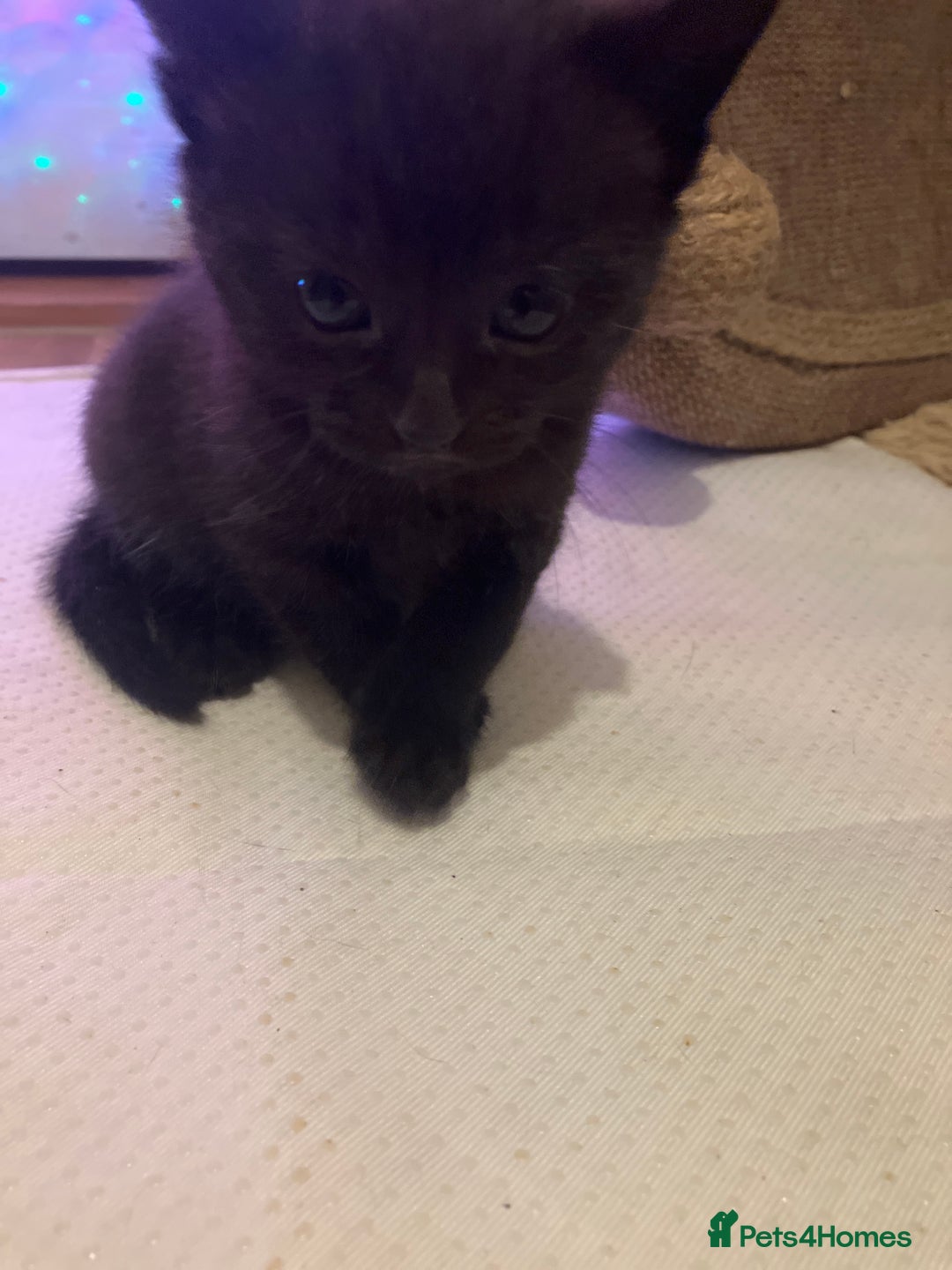 Mixed Breed cats for sale: Bombay Kittens  - Image 8