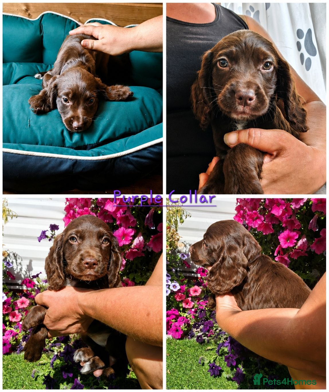 Sprocker dogs 🌟 Fully Health Tested Sprocker Spaniel Puppies🌟 - Advert 1