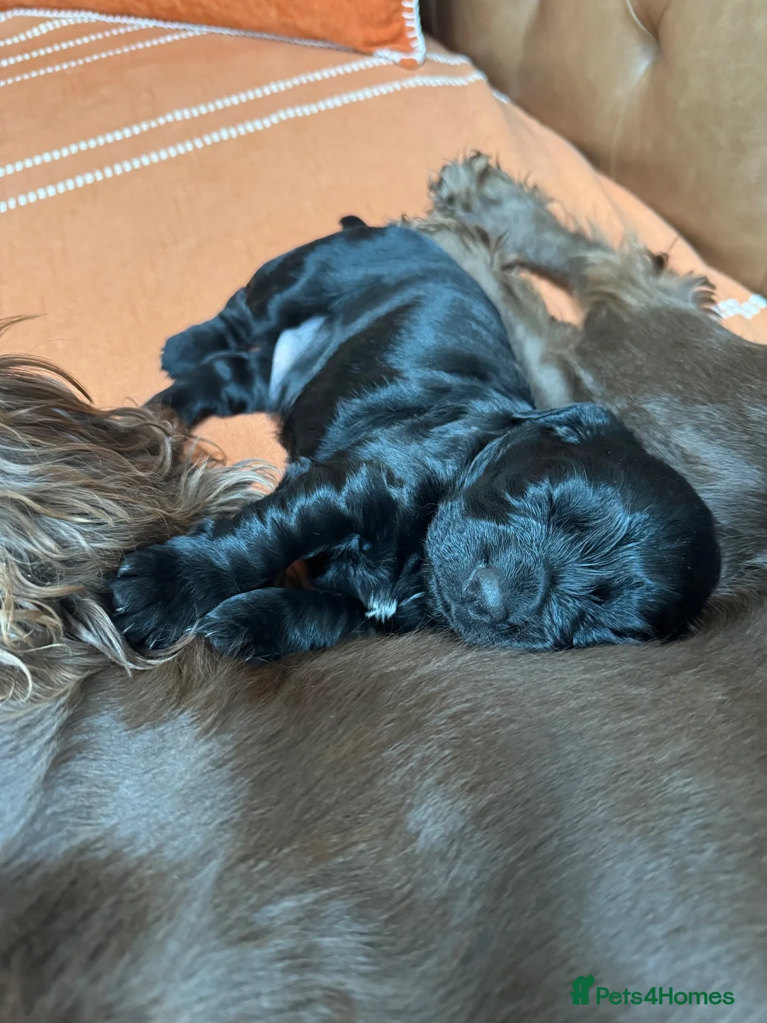 Cocker Spaniel dogs for sale: Working cocker spaniel dog  in Chester-le-Street - Advert 8