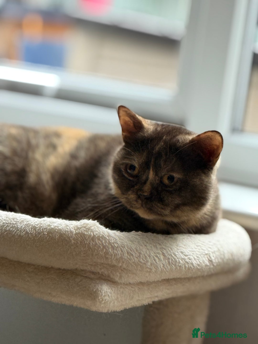 British Shorthair cats for sale: Stunning Pedigree GCCF reg girl - Image 4