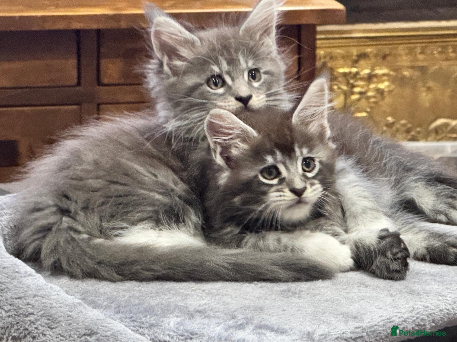 Maine Coon cats TICA-Registered Silver Maine Coon Kittens - Advert 1