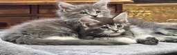 Maine Coon cats for sale: TICA-Registered Silver Maine Coon Kittens - Advert 12