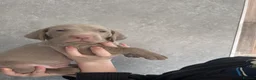 Weimaraner dogs for sale: Kc registered Silver Weimaraner puppies for sale  - Advert 12