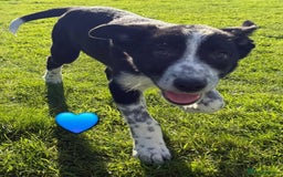 Border Collie dogs for sale: Border collie puppies  - Image 3