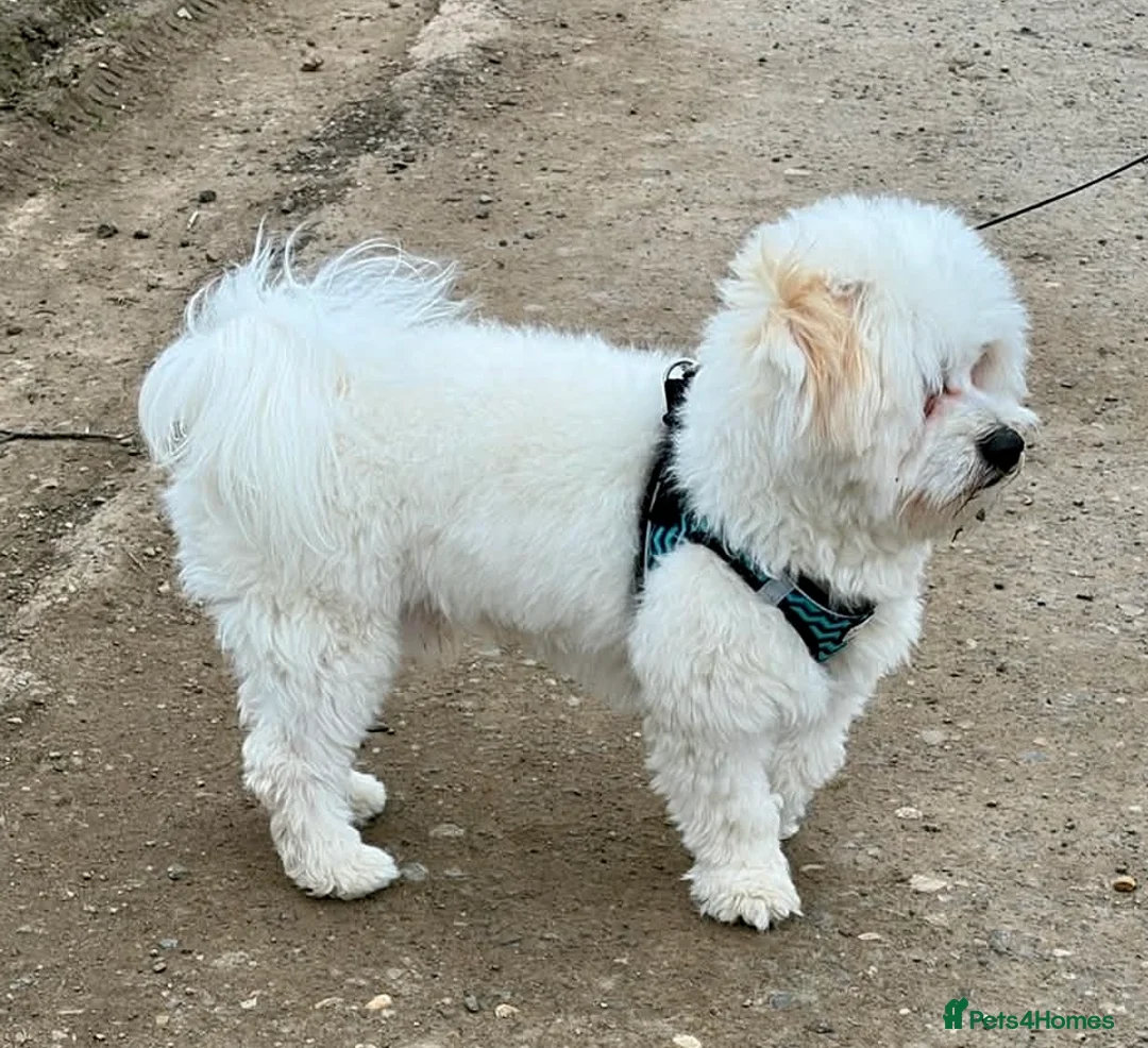 Maltese dogs for sale: Beautiful pure Maltese boy 9 months old, Loca in Chesterfield - Advert 2