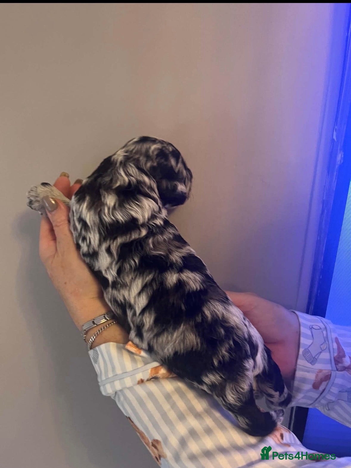 Mixed Breed dogs Unique sheepadoodle mix  - Advert 4