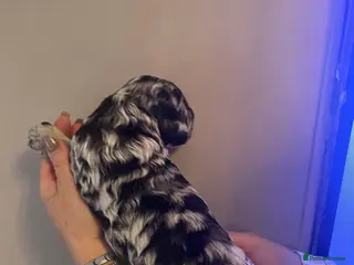 Mixed Breed dogs Unique sheepadoodle mix - Advert 4