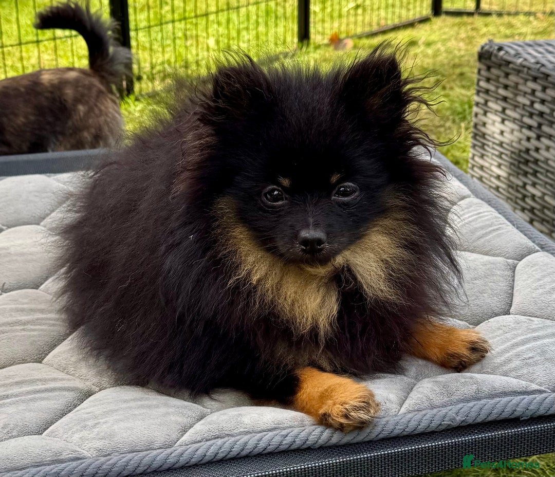 Pomeranian dogs for adoption: Brownie: The Tiny Soul Who Refused to Be Broken - Image 9