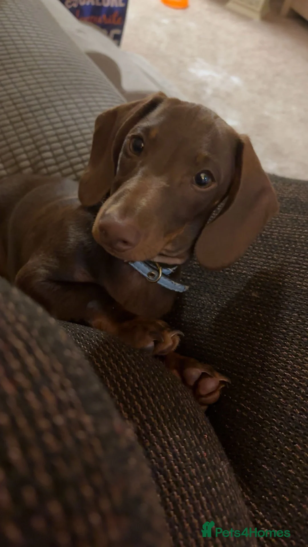 Miniature Dachshund dogs for sale: Miniature dachshund puppy looking for forever home in Huddersfield - Advert 1